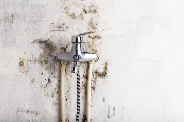 Best Fast Mold Removal  in Silver Lake, KS