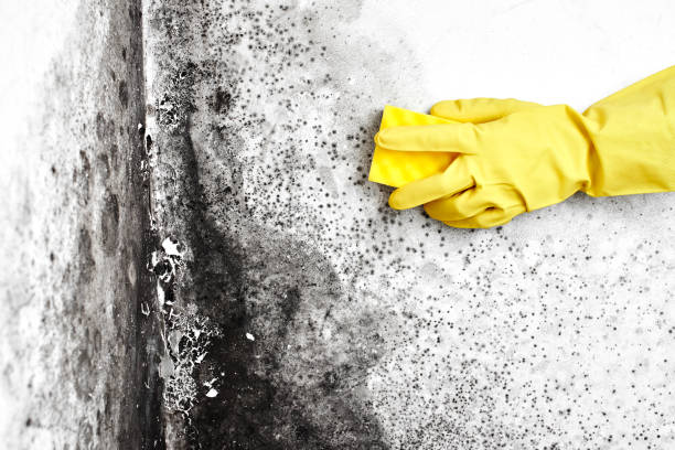 Best Office Mold Removal Services  in Silver Lake, KS