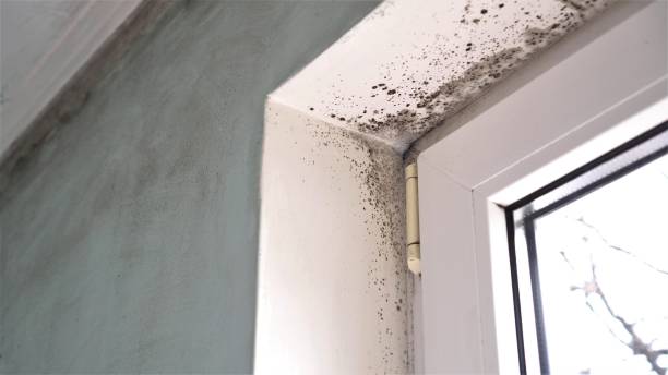 Professional Mold Removal in Silver Lake, KS