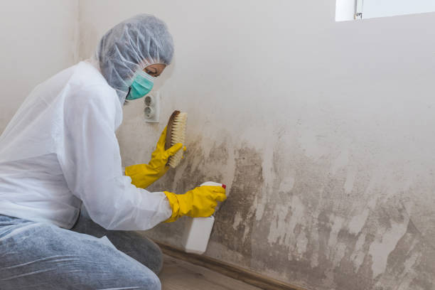 Best Same-Day Mold Removal  in Silver Lake, KS
