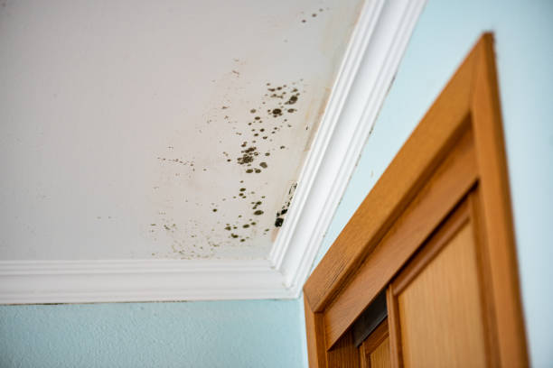 Best Mold Testing  in Silver Lake, KS