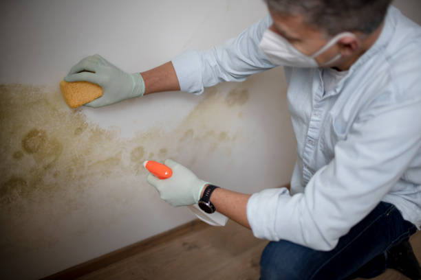 Best Affordable Mold Removal  in Silver Lake, KS