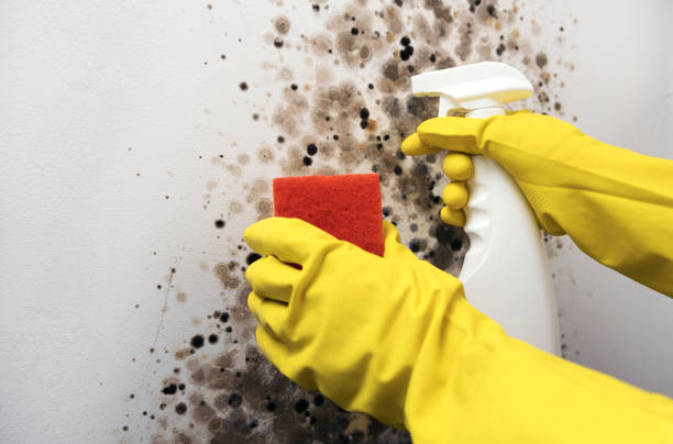 Best Office Mold Removal Services  in Silver Lake, KS