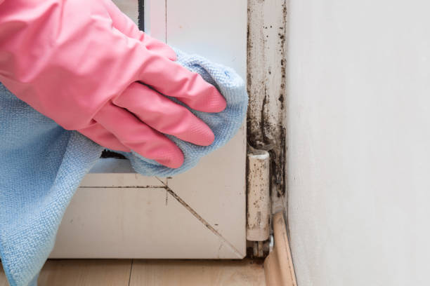 Best Mold Remediation  in Silver Lake, KS