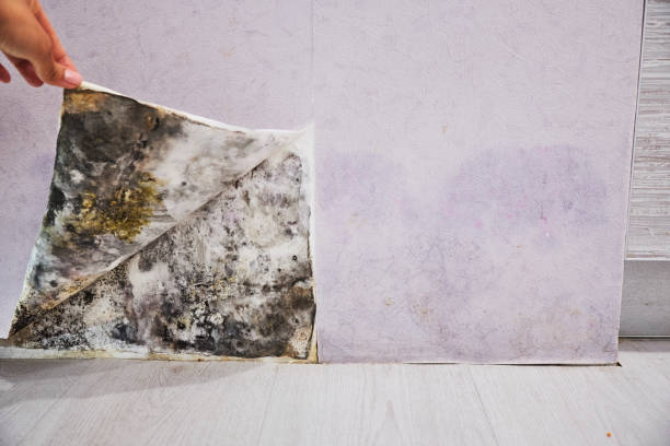 Best Mold Removal Specialists  in Silver Lake, KS